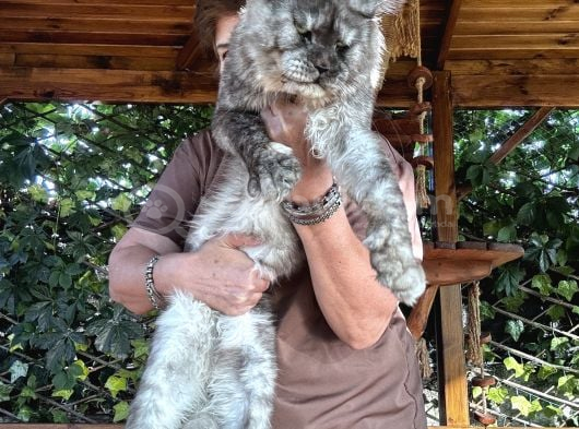 Big Claw Cattery görsel