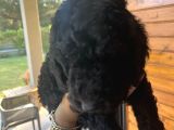 Kif Secereli Anne Ve Babadan Standart Poodle Yavruları