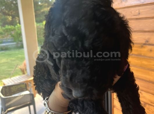 Kif Secereli Anne Ve Babadan Standart Poodle Yavruları görsel