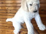 Kif Secereli Anne Ve Babadan Standart Poodle Yavruları