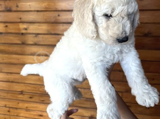 Kif Secereli Anne Ve Babadan Standart Poodle Yavruları görsel