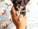 Chihuahua Yavrularımız Hazırdır