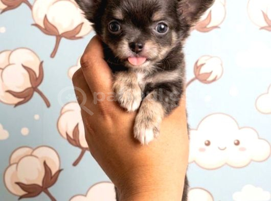 Chihuahua Yavrularımız Hazırdır görsel