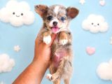 Chihuahua Yavrularımız Hazırdır