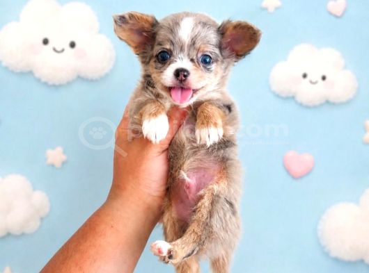 Chihuahua Yavrularımız Hazırdır görsel