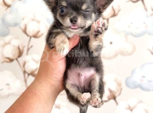 Chihuahua Yavrularımız Hazırdır görsel