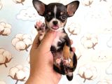 Chihuahua Yavrularımız Hazırdır