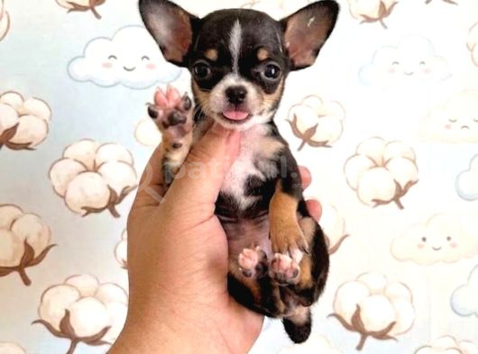 Chihuahua Yavrularımız Hazırdır görsel