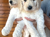 Kif Secereli Anne Ve Babadan Standart Poodle Yavruları