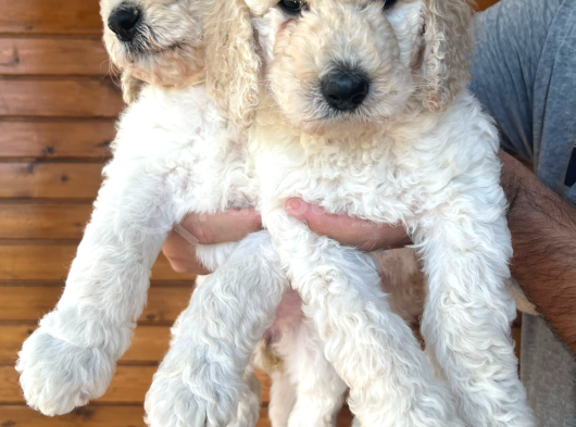 Kif Secereli Anne Ve Babadan Standart Poodle Yavruları görsel