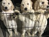 Kif secereli anne ve babadan Standart poodle yavruları