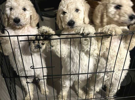 Kif secereli anne ve babadan Standart poodle yavruları