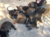 ÜST DÜZEY BELÇİKA BELÇİKA KURDU YAVRULARI