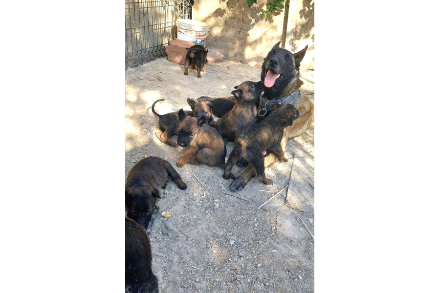 Üst DÜzey BelÇİka BelÇİka Kurdu Yavrulari