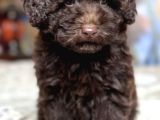 Logotto Yavrusu Ankara