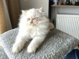 İran Persian - Show Kalite