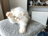 İran Persian - Show Kalite