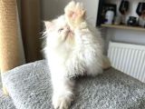 İran Persian - Show Kalite