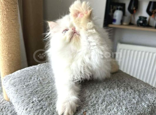 İran Persian - Show Kalite görsel