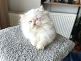 İran Persian - Show Kalite