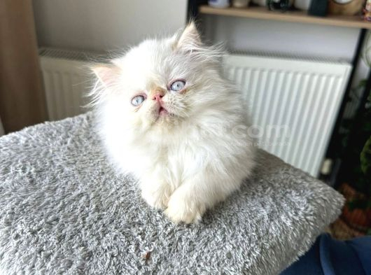 İran Persian - Show Kalite görsel