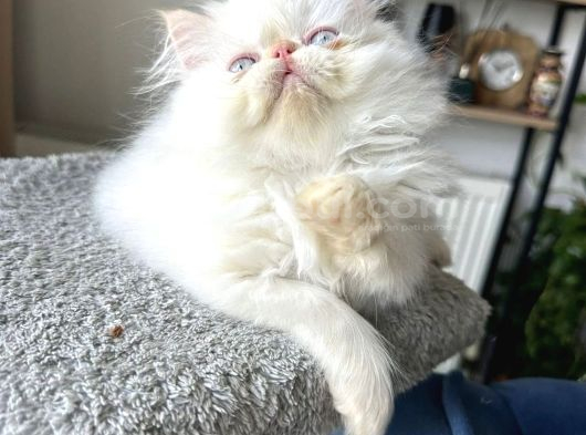 İran Persian - Show Kalite görsel