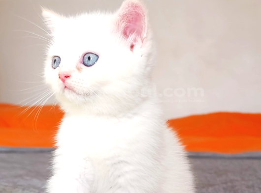 Maviş Kızım görsel