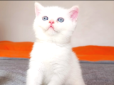 Maviş Kızım