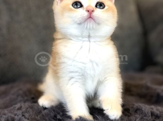 Süper Akalıteli Yavrul görsel
