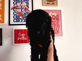 Toy poodle yavrumuz Tekirdağ