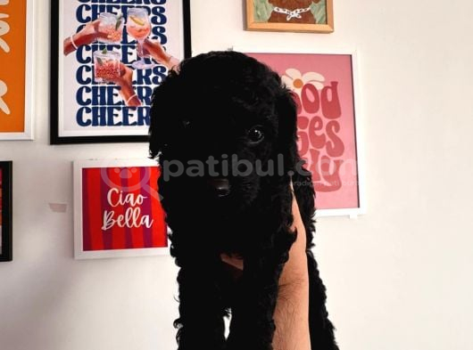 Toy poodle yavrumuz TEkirdağ