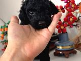 Toy Poodle Yavrumuz Tekirdağ