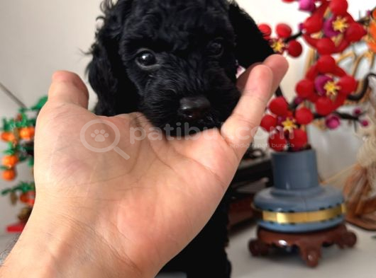 Toy Poodle Yavrumuz Tekirdağ görsel