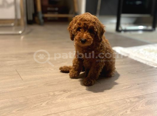 Miniatür Poodle Ankara