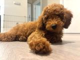 Miniatür Poodle Ankara