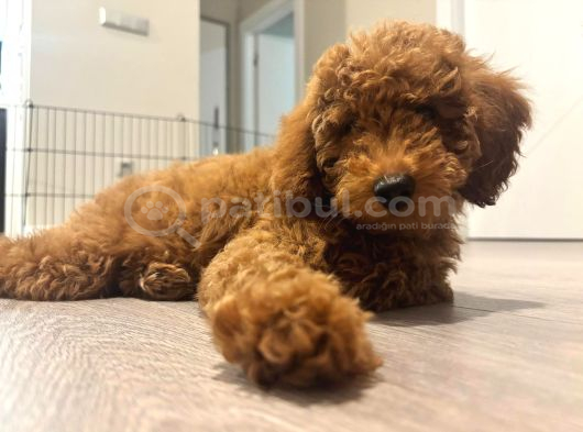 Miniatür Poodle Ankara görsel