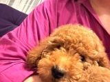 Miniatür Poodle Ankara