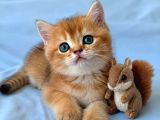 Ruhsatlı Çifrlikde Ziyarete Açık Golden British Shorthair