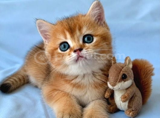 Ruhsatlı Çifrlikde Ziyarete Açık Golden British Shorthair görsel
