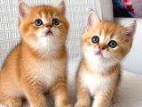 Ruhsatlı çifrlikde ziyarete açık Golden British Shorthair