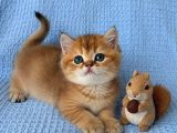 Ruhsatlı Çifrlikde Ziyarete Açık Golden British Shorthair