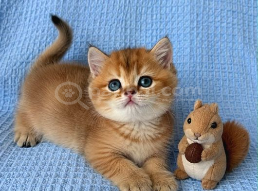 Ruhsatlı Çifrlikde Ziyarete Açık Golden British Shorthair görsel