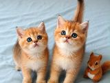 Ruhsatlı Çifrlikde Ziyarete Açık Golden British Shorthair
