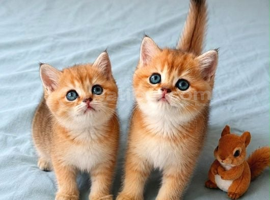 Ruhsatlı Çifrlikde Ziyarete Açık Golden British Shorthair görsel