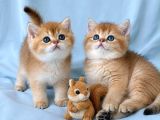 Ruhsatlı Çifrlikde Ziyarete Açık Golden British Shorthair