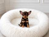 XXS CHIHUAHUA APPLE FACE WC EĞİTİMLİ