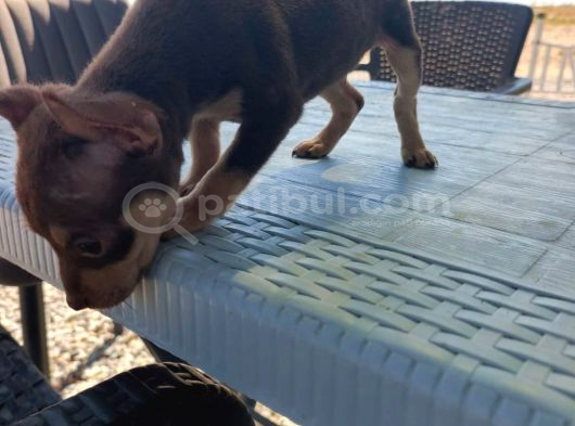 Çikolata Rengi Sevimli Rus Finosu Yavrularımız görsel