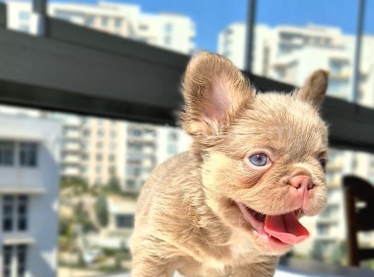 Tr De Ki En Yeni Versiyonda Exotic French Bulldog Yavruları görsel