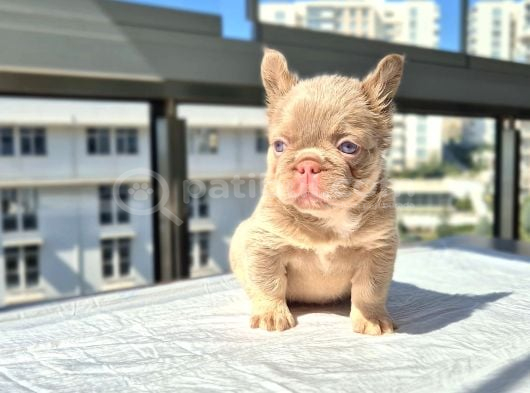 Tr De Ki En Yeni Versiyonda Exotic French Bulldog Yavruları görsel