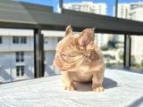 Tr de ki en yeni versiyonda exotic french bulldog yavruları